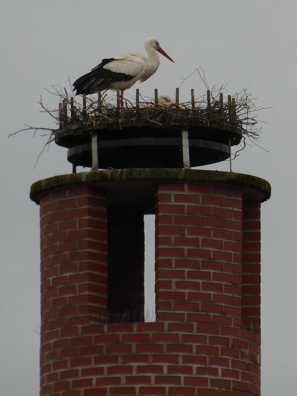 Bild vergr&ouml;&szlig;ern: 2021-04-11 Foto Storch Belmer M&uuml;hle 2
